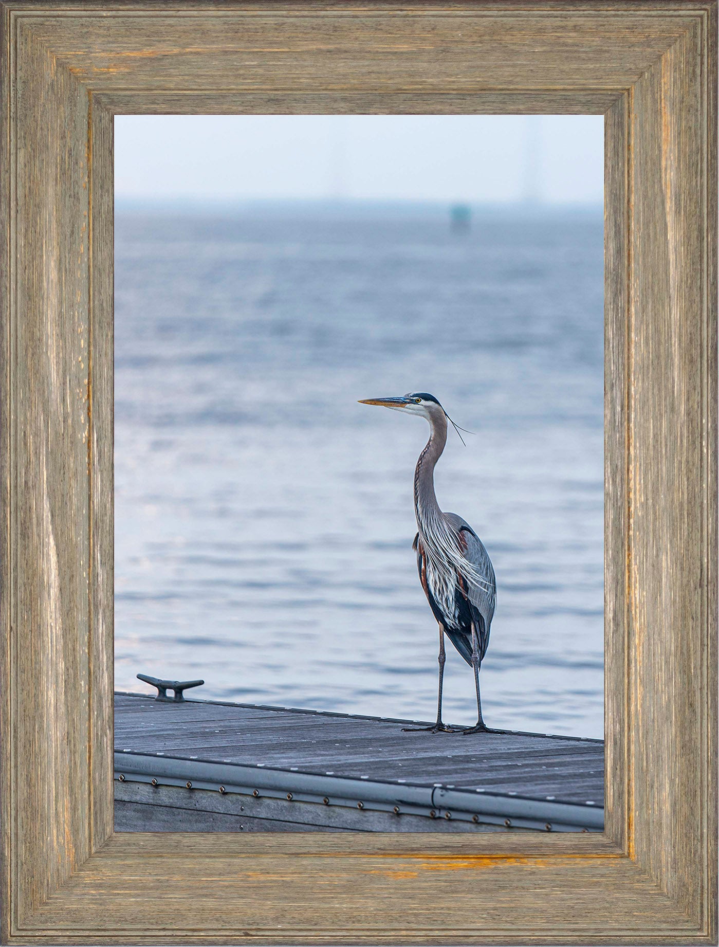 Waiting for a Mate -- Digital Print