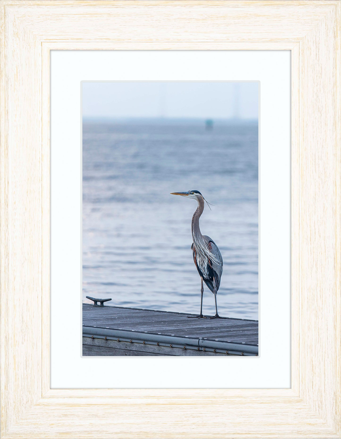 Waiting for a Mate -- Digital Print