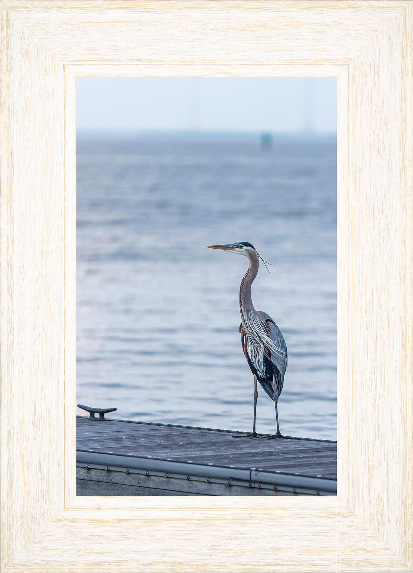 Waiting for a Mate -- Digital Print