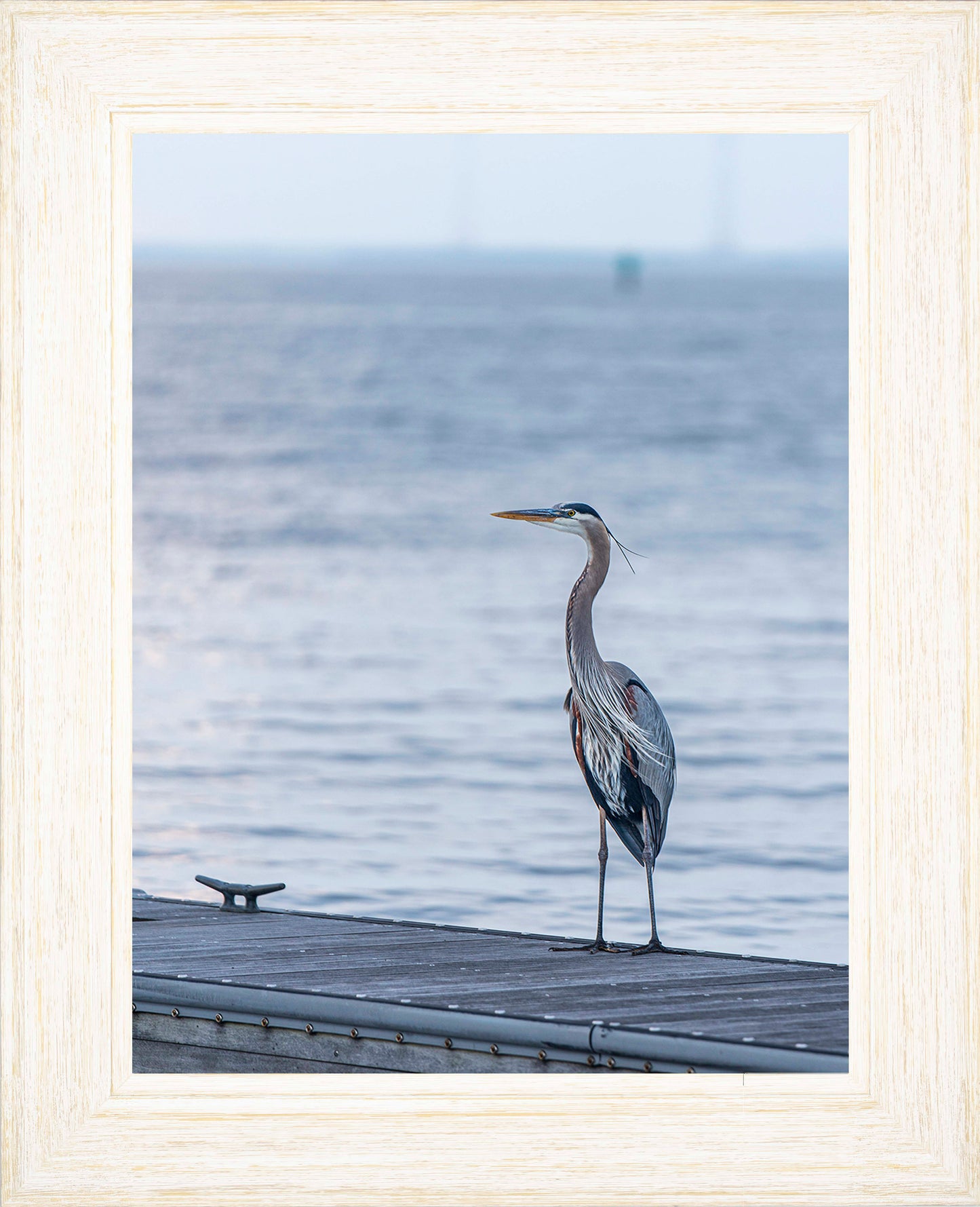 Waiting for a Mate -- Digital Print