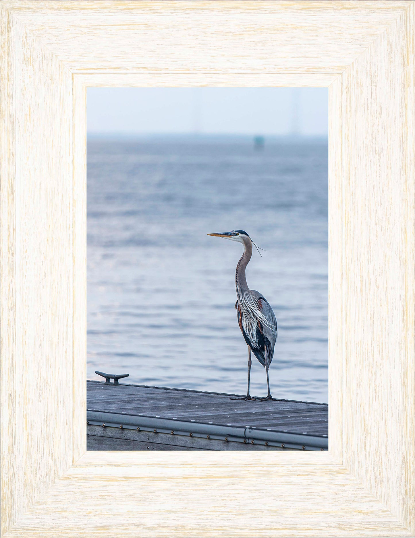 Waiting for a Mate -- Digital Print