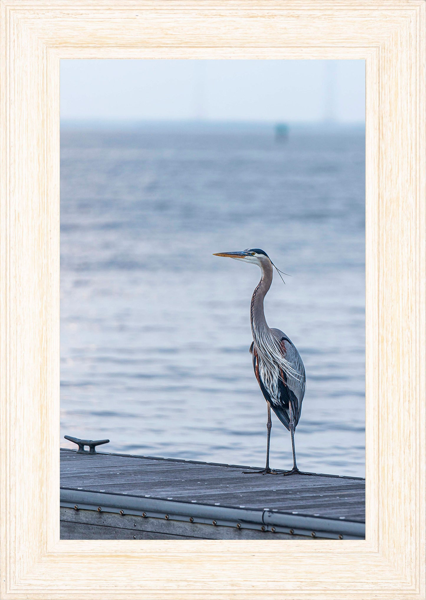 Waiting for a Mate -- Digital Print