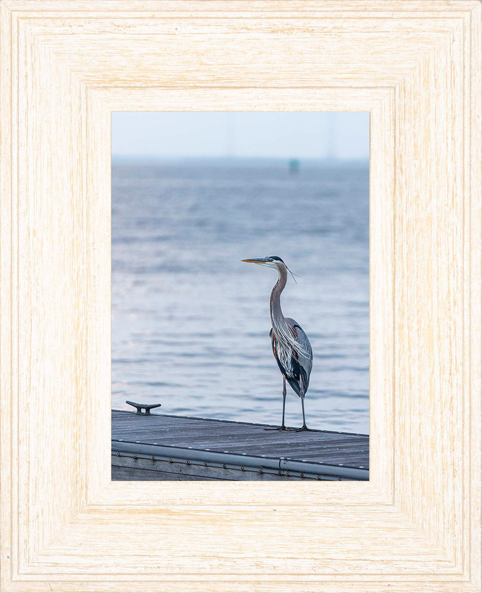 Waiting for a Mate -- Digital Print