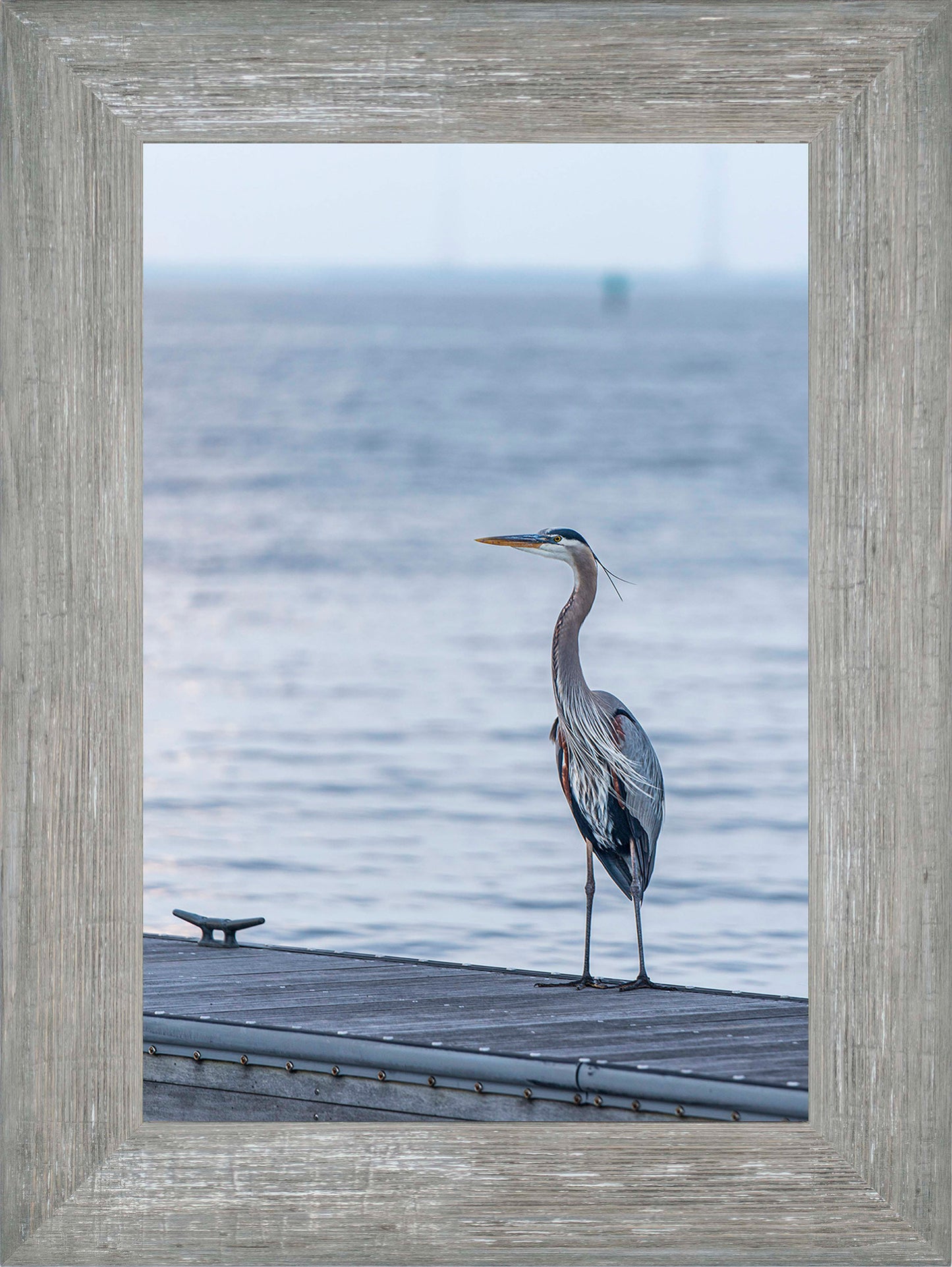 Waiting for a Mate -- Digital Print