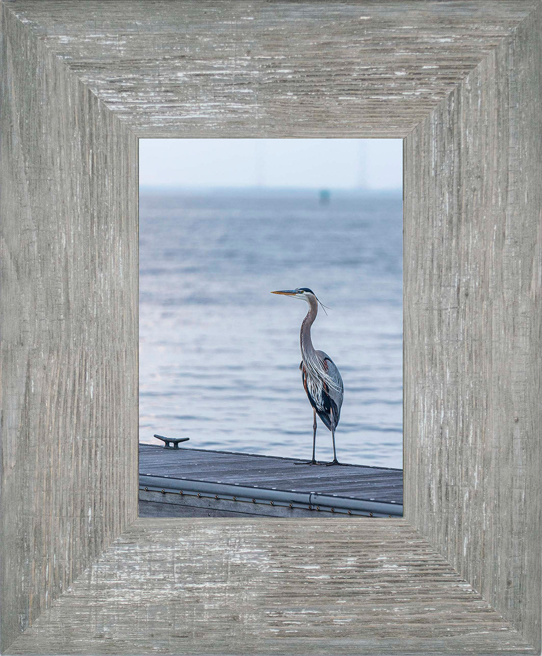 Waiting for a Mate -- Digital Print