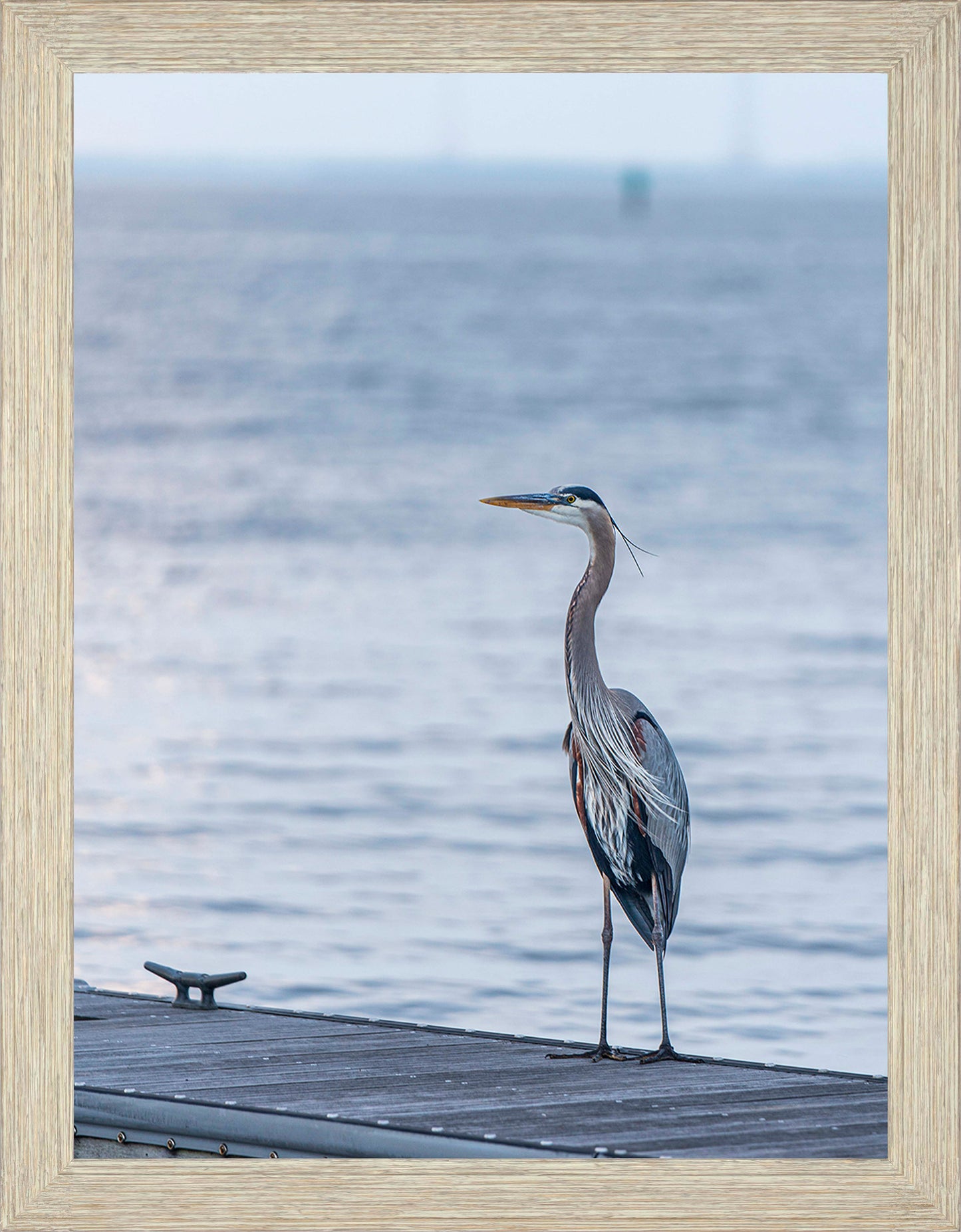 Waiting for a Mate -- Digital Print