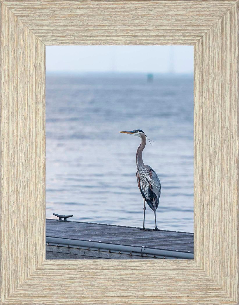 Waiting for a Mate -- Digital Print