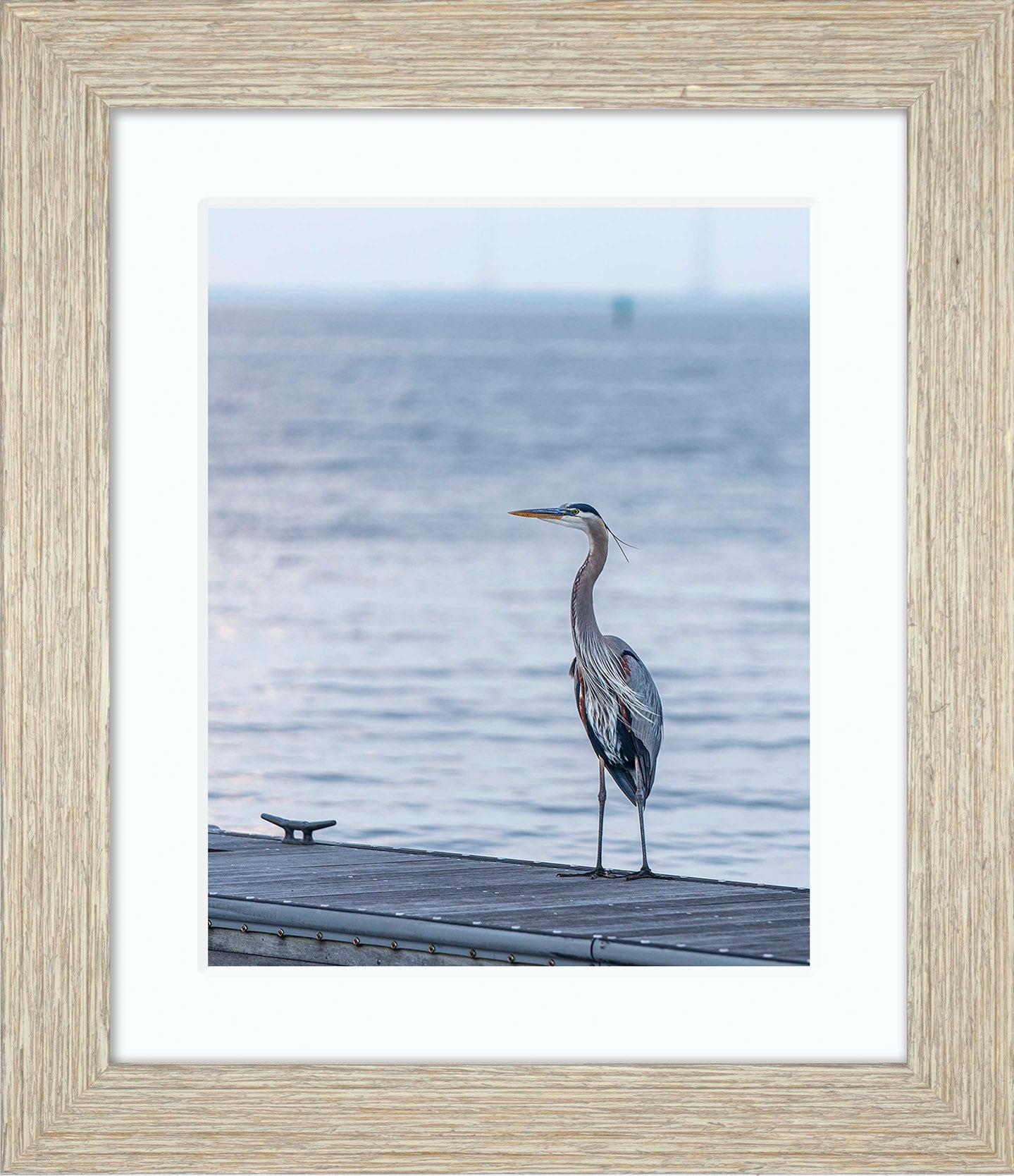 Waiting for a Mate -- Digital Print