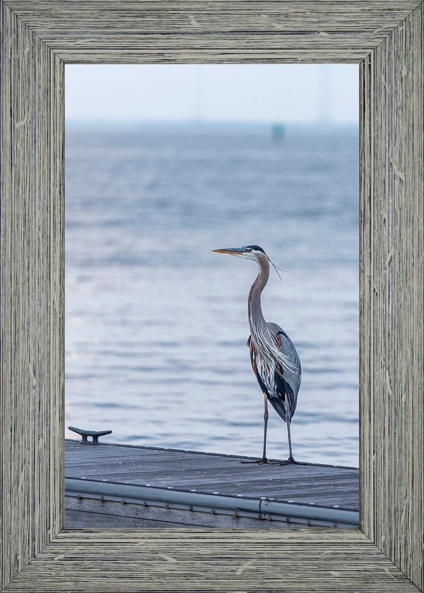 Waiting for a Mate -- Digital Print