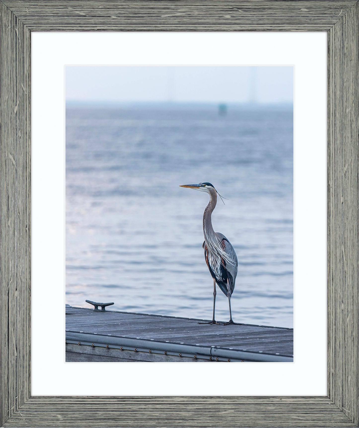 Waiting for a Mate -- Digital Print