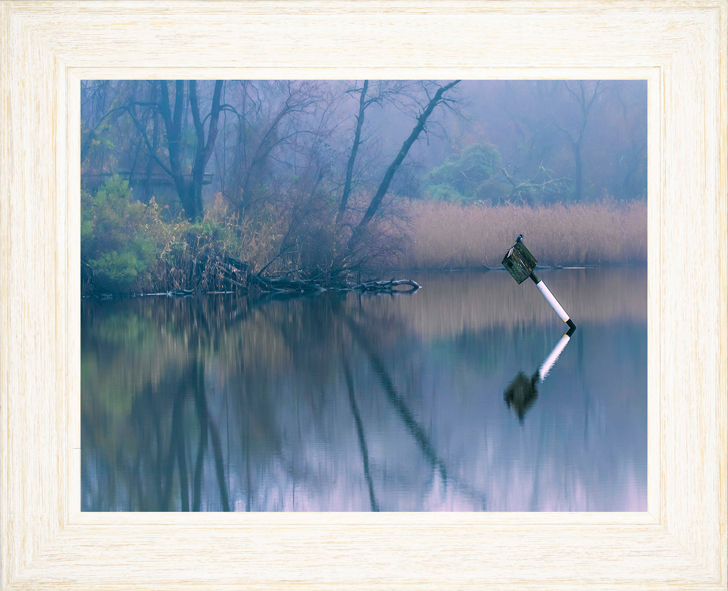 Bird on a Box -- Digital Print