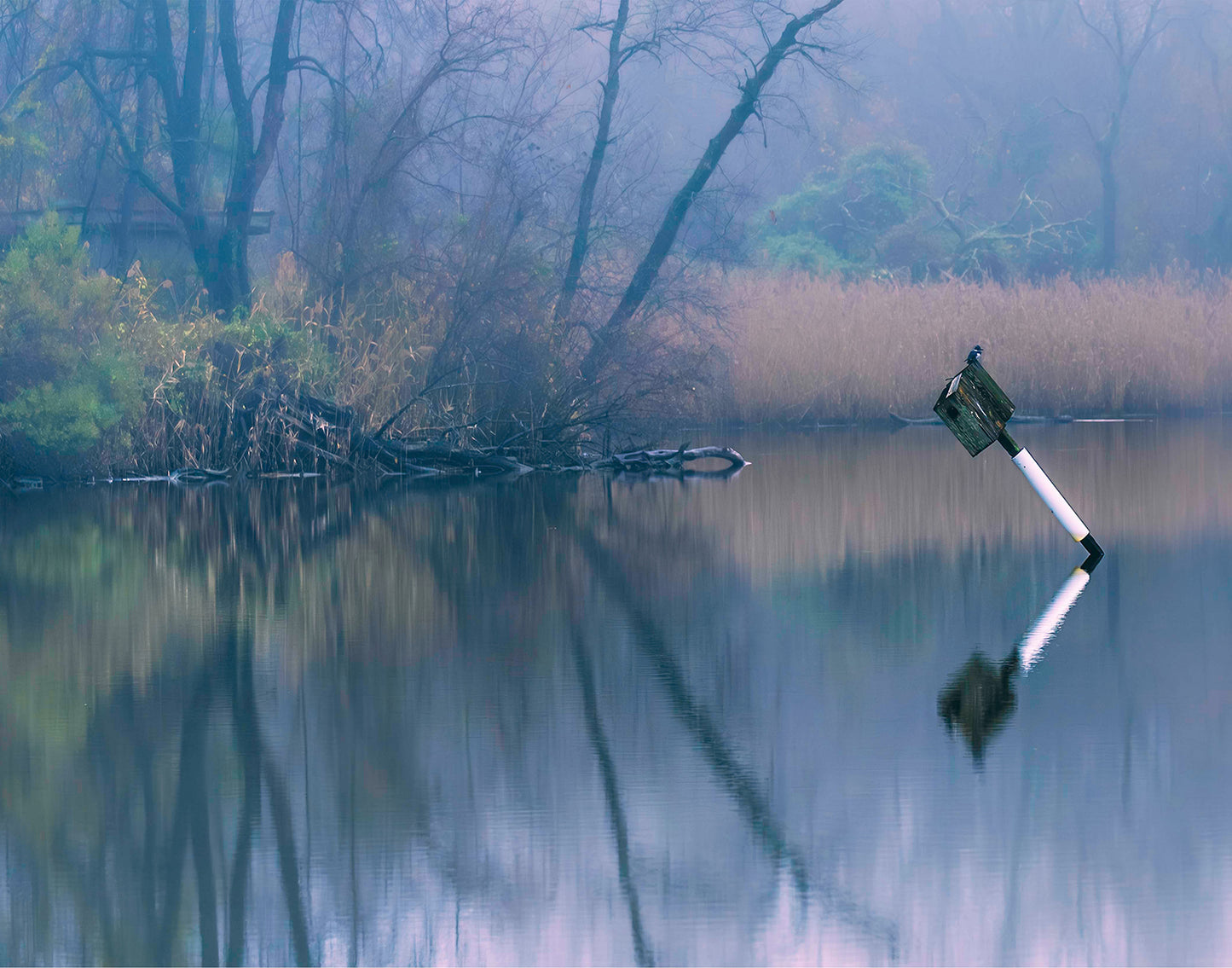 Bird on a Box -- Digital Print