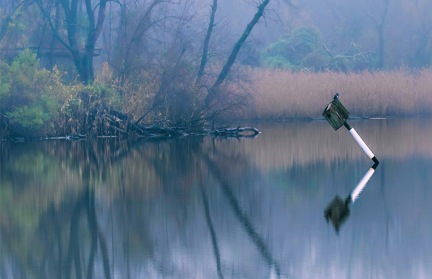 Bird on a Box -- Digital Print