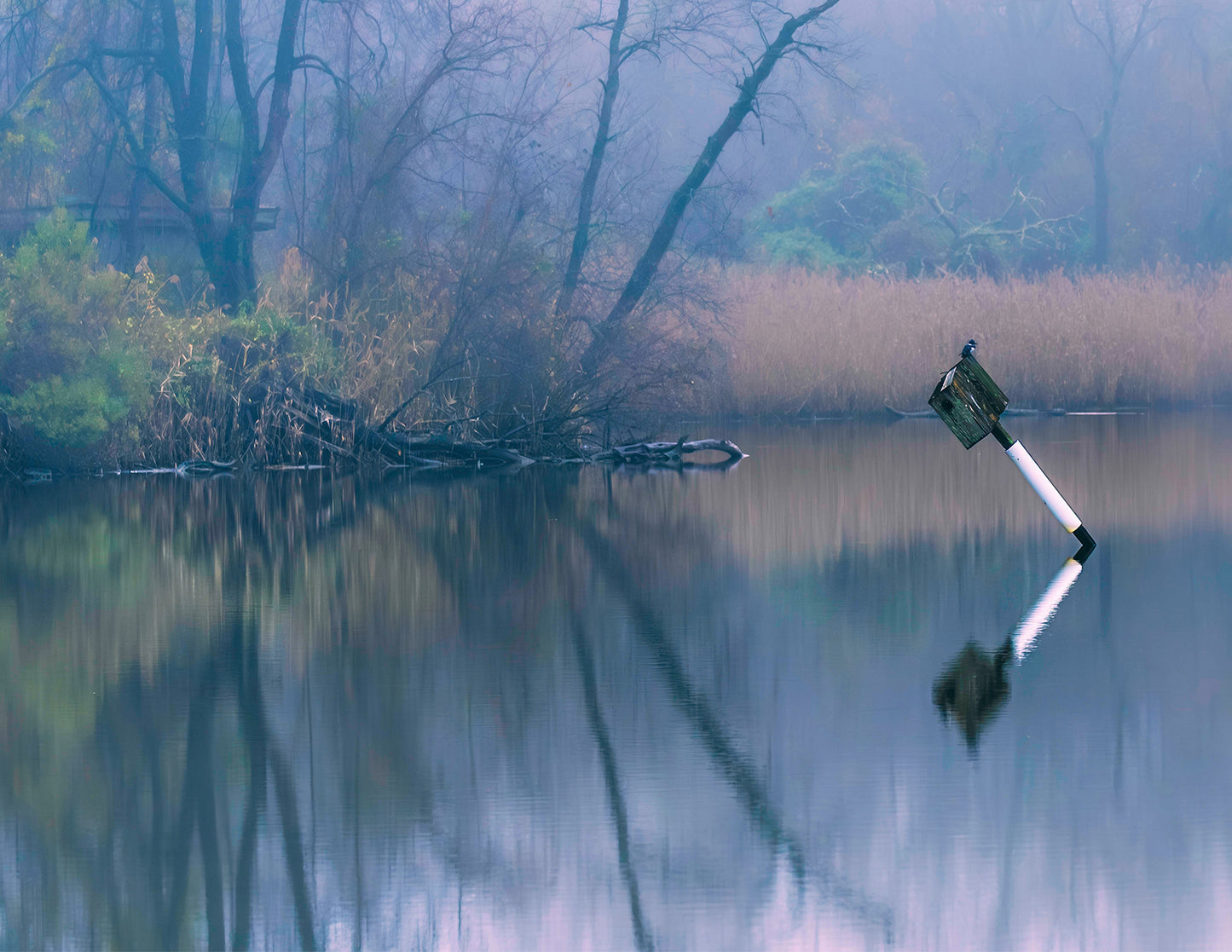 Bird on a Box -- Digital Print