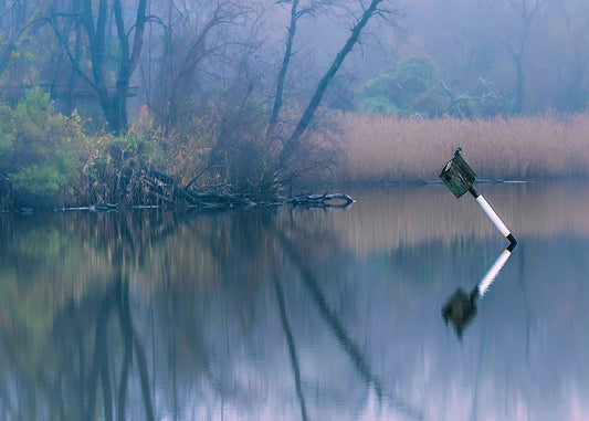 Bird on a Box -- Digital Print