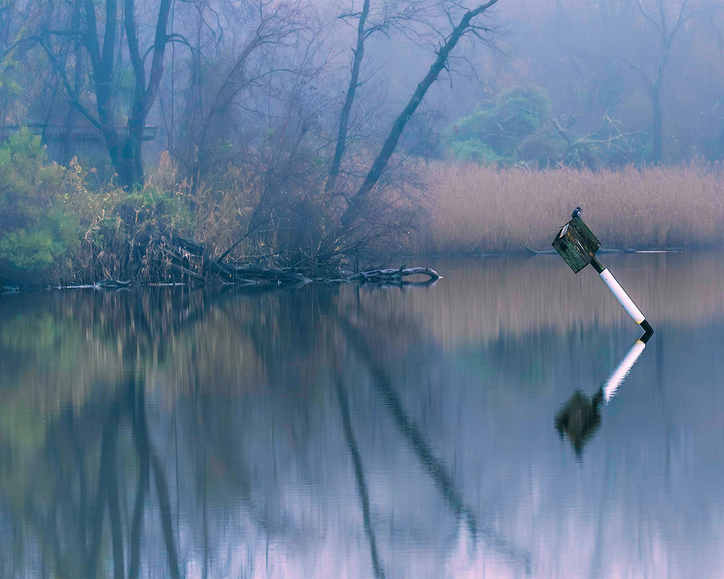 Bird on a Box -- Digital Print