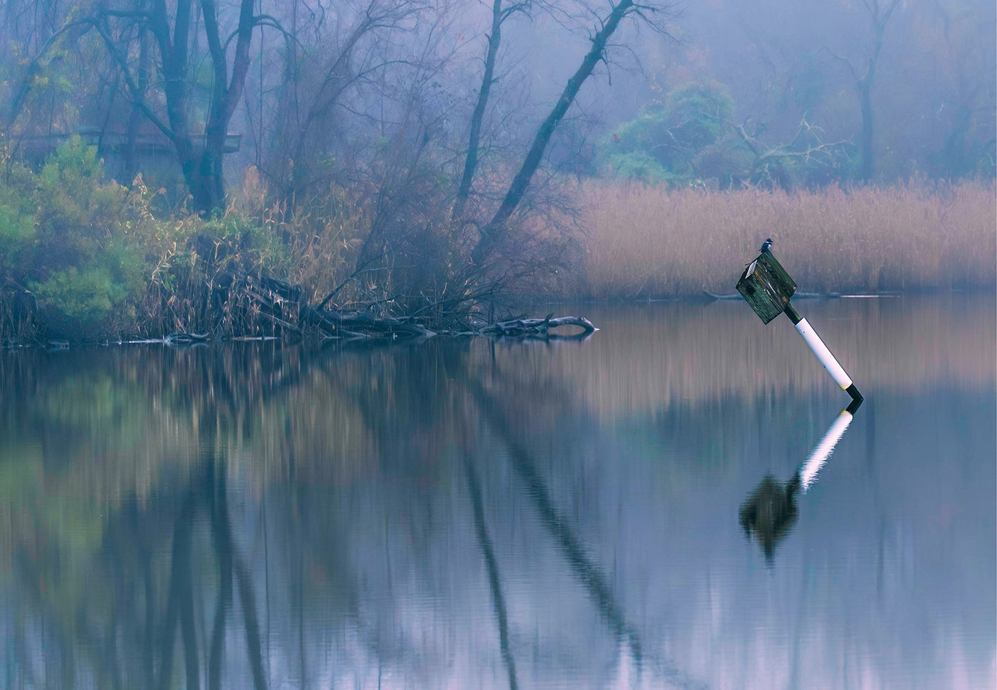 Bird on a Box -- Digital Print