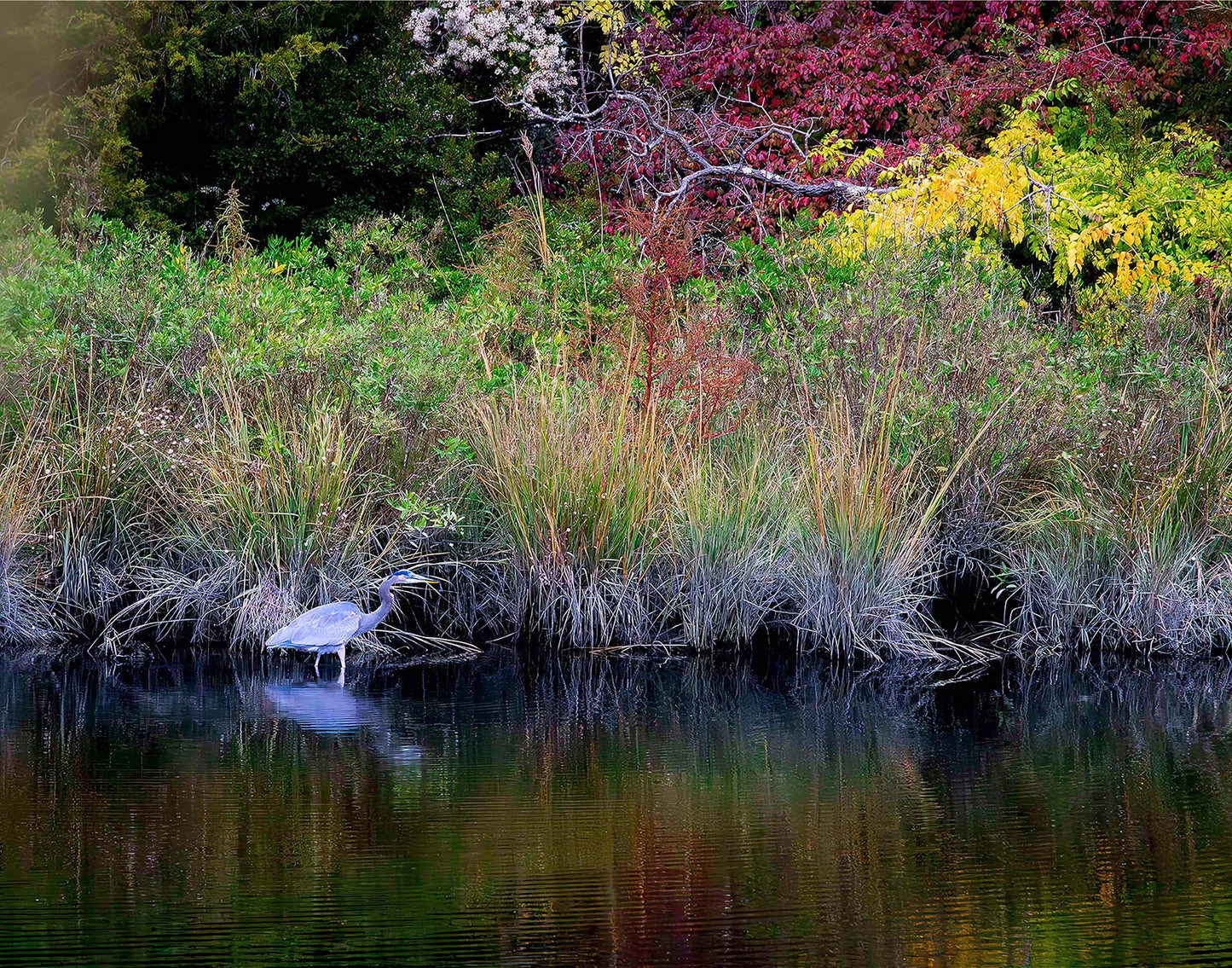 Cadle Creek Heron (Landscape) -- Digital Print