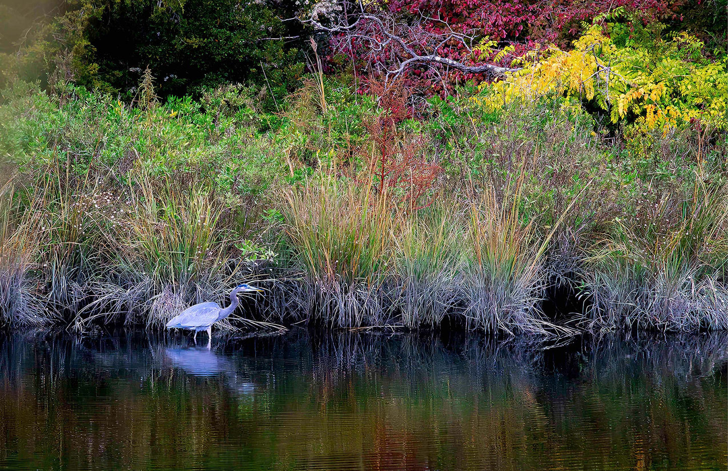 Cadle Creek Heron (Landscape) -- Digital Print