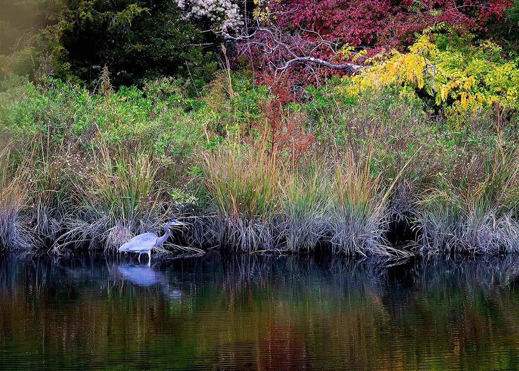 Cadle Creek Heron (Landscape) -- Digital Print