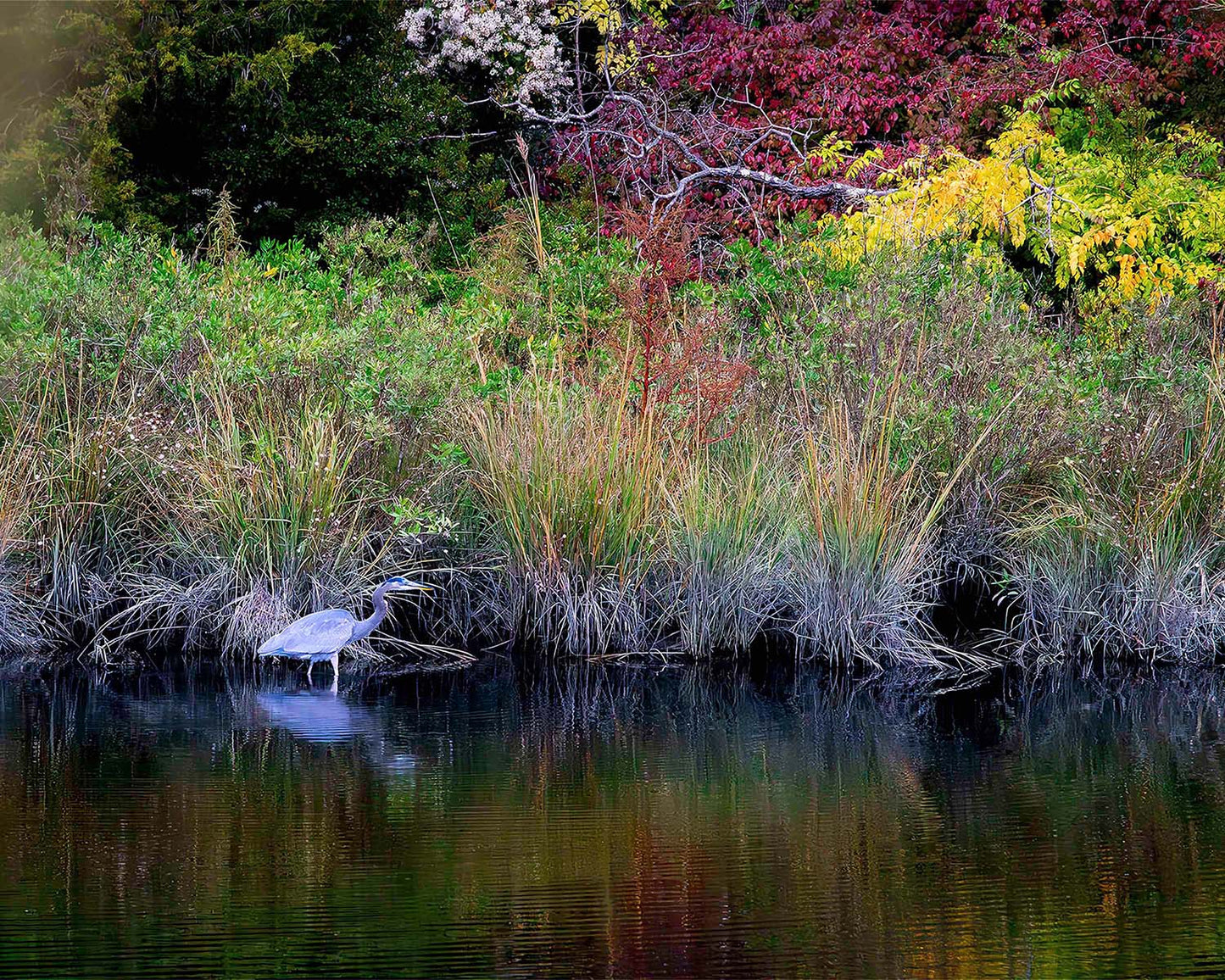 Cadle Creek Heron (Landscape) -- Digital Print
