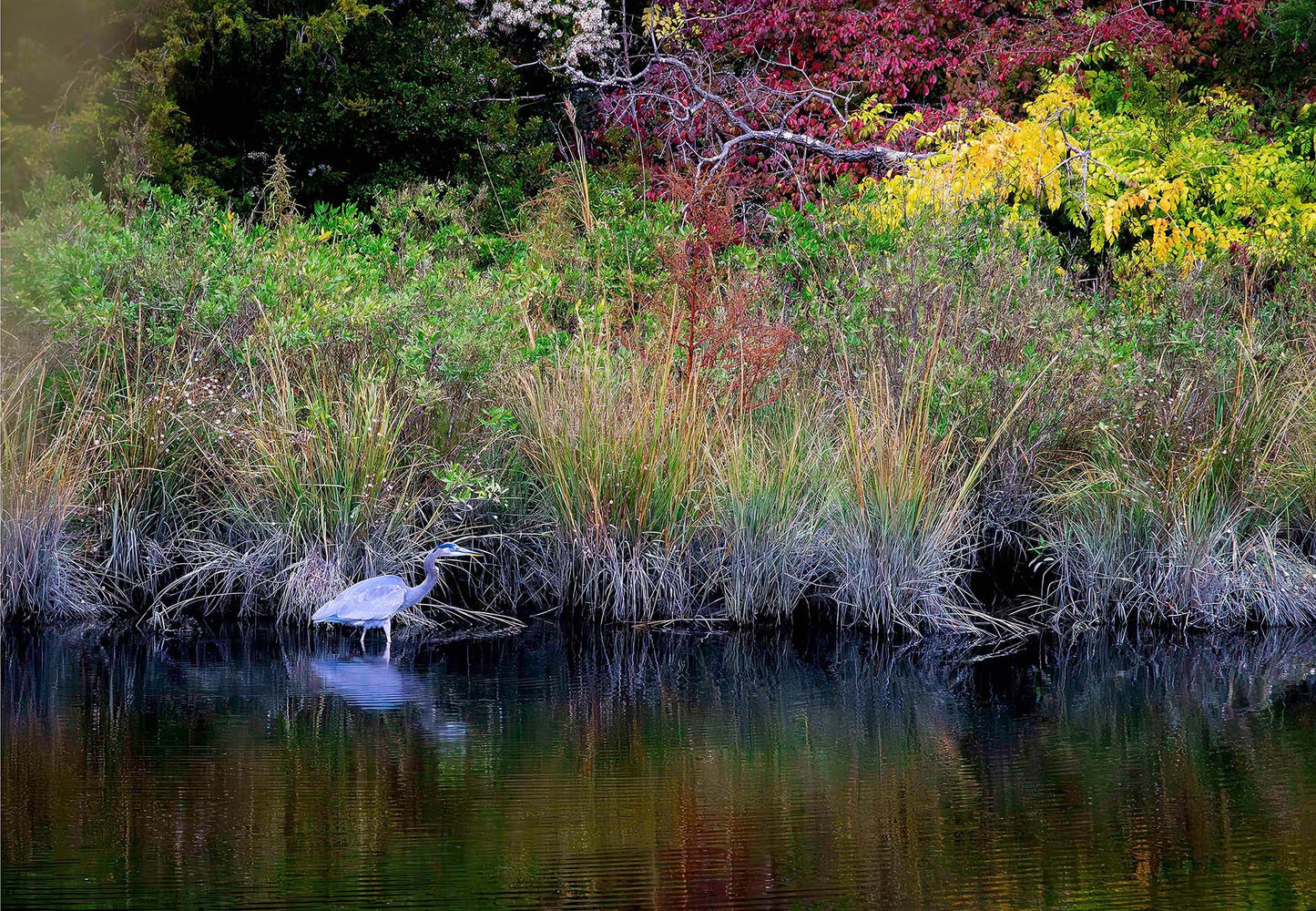 Cadle Creek Heron (Landscape) -- Digital Print