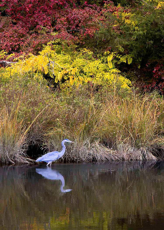 Cadle Creek Heron (Portrait) -- Digital Print