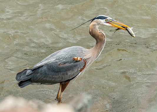 Conowingo Dinner -- Digital Print