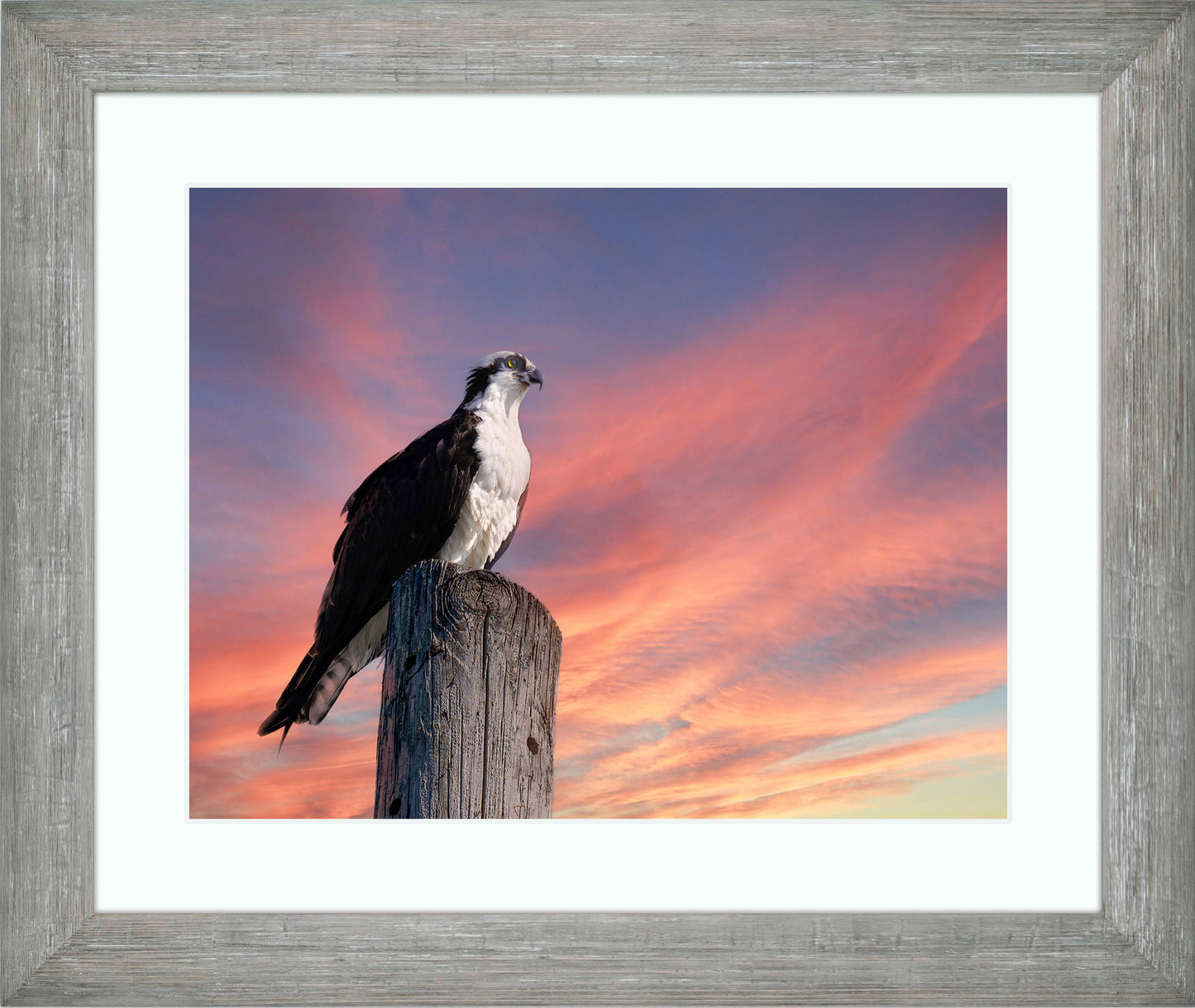 Lookin for a Fish -- Digital Print