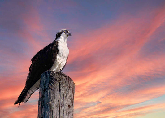 Lookin for a Fish -- Digital Print