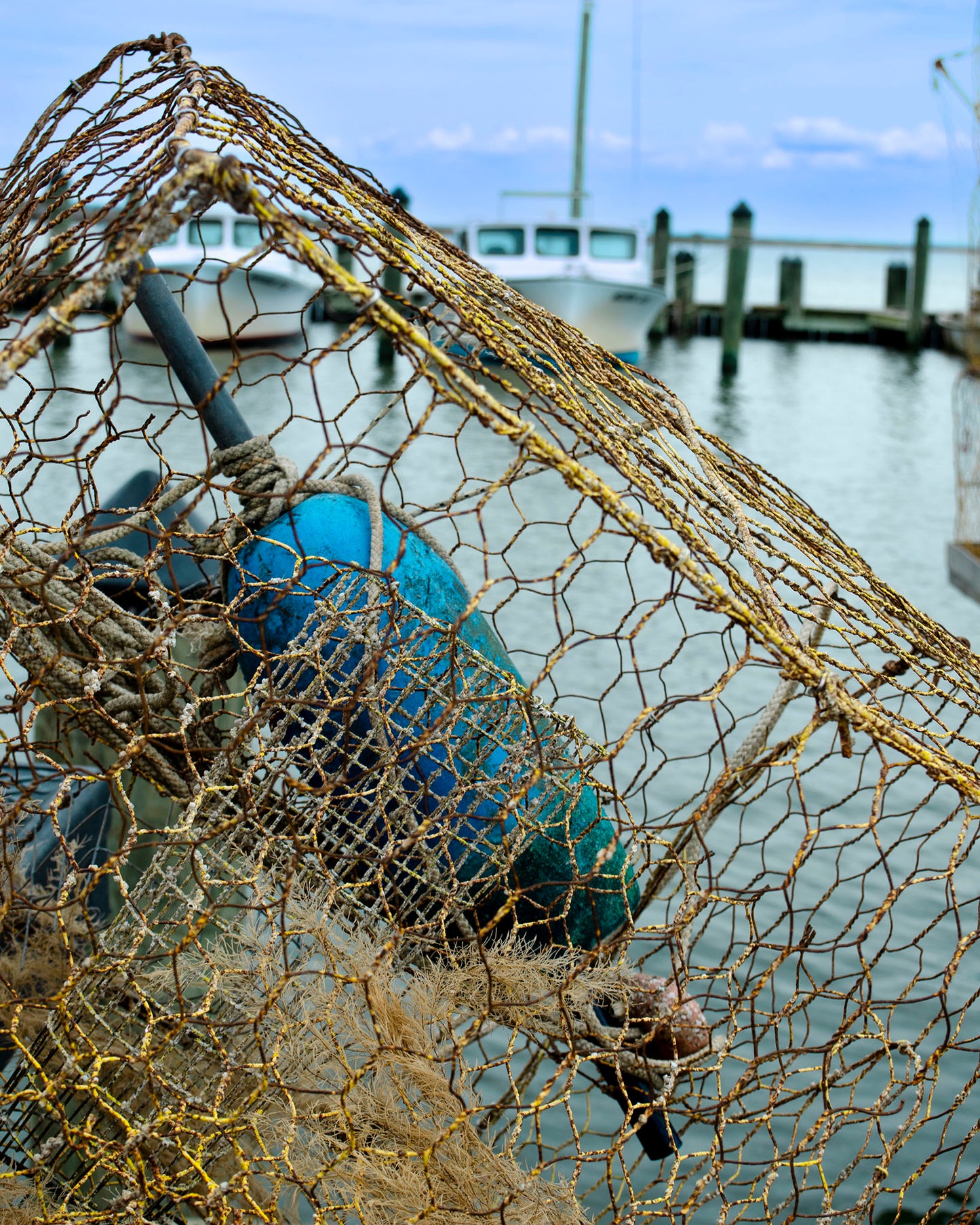 Pot at Wenona -- Digital Print