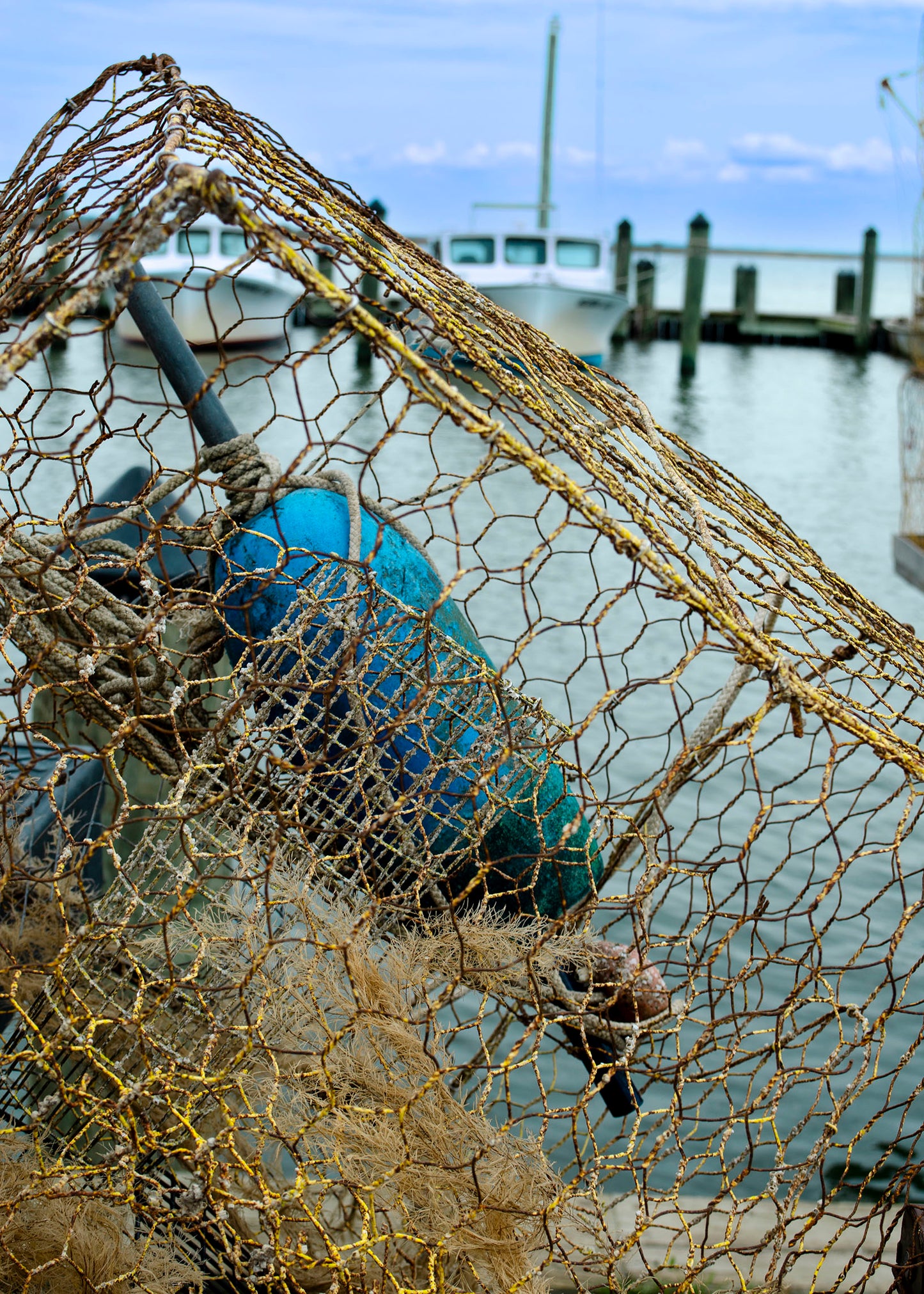 Pot at Wenona -- Digital Print