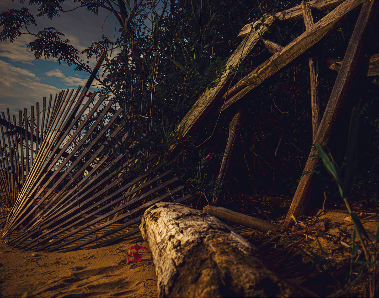 Storm Damage at Matapeake -- Digital Print