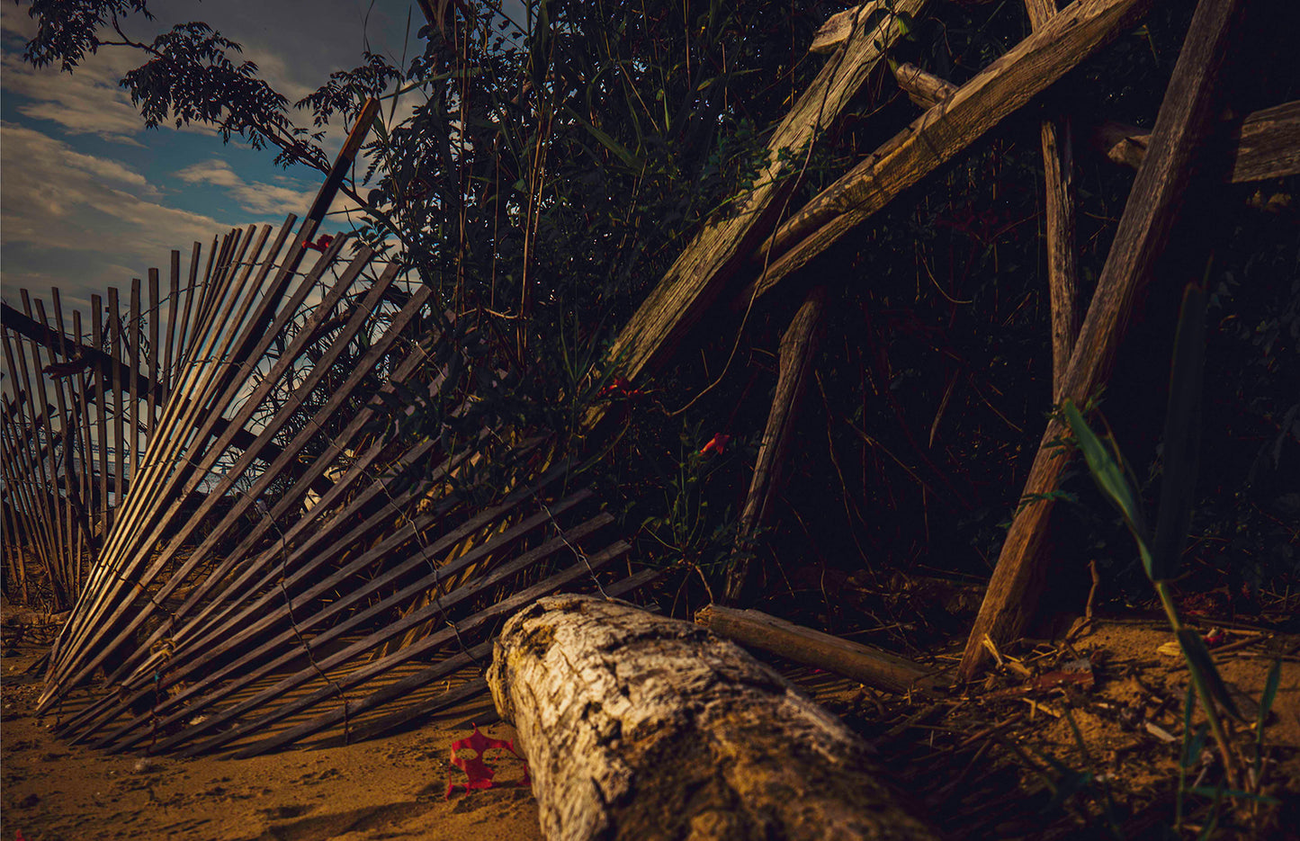 Storm Damage at Matapeake -- Digital Print