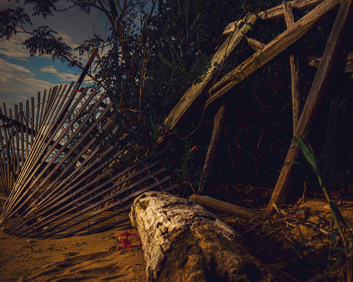 Storm Damage at Matapeake -- Digital Print