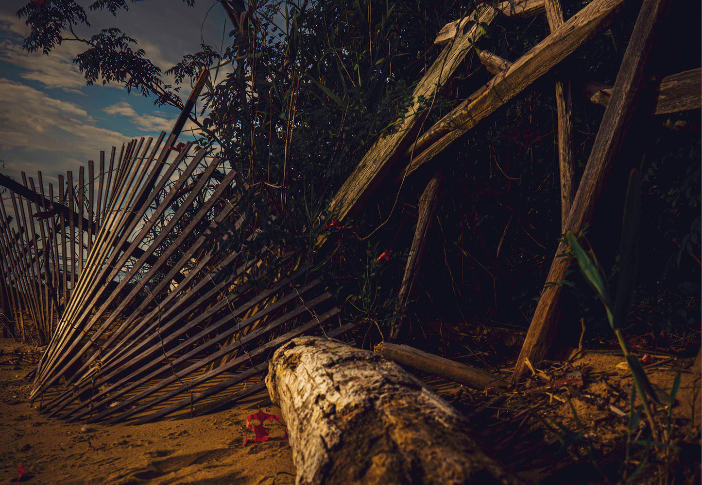 Storm Damage at Matapeake -- Digital Print