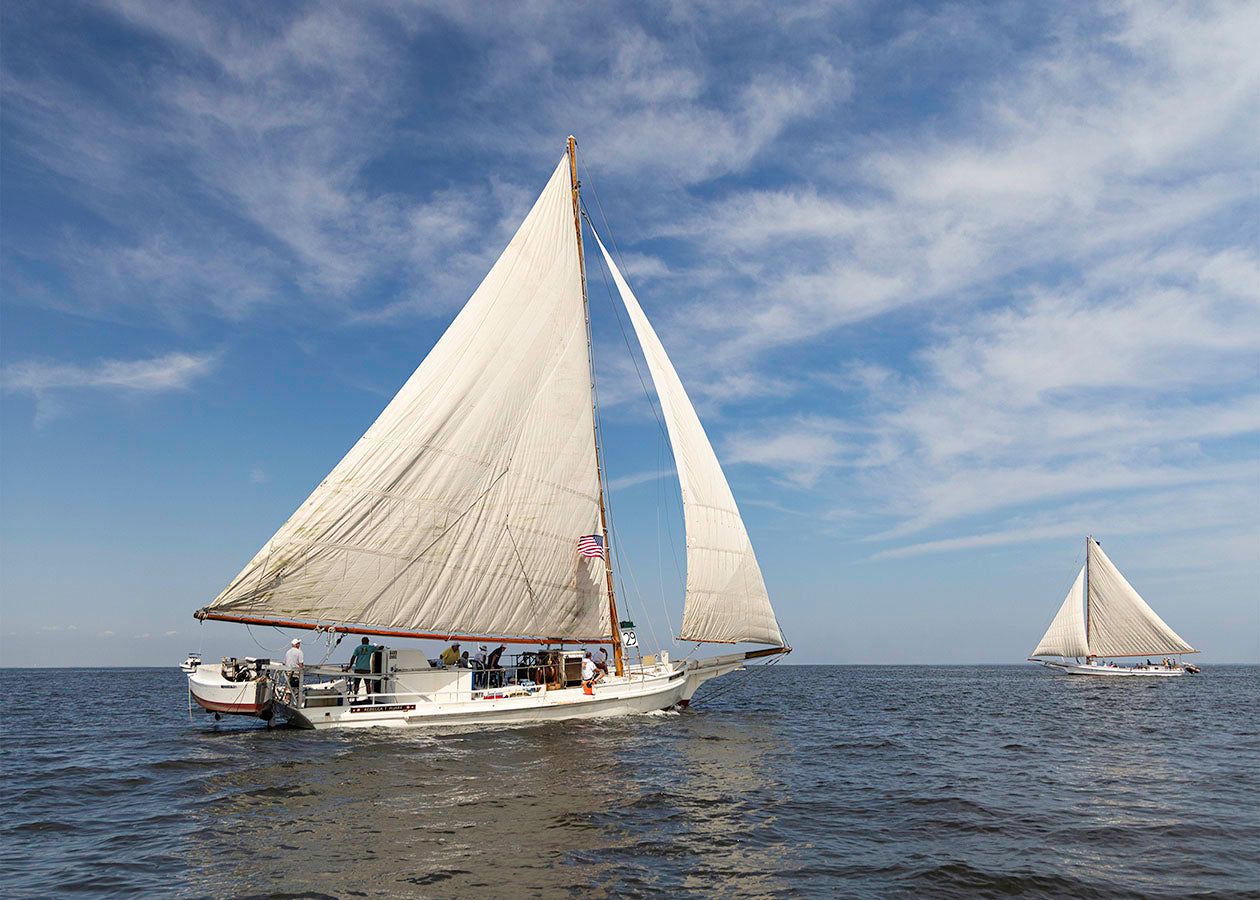 2025 Sandy Point Skipjack Races - Ruark and Rosie