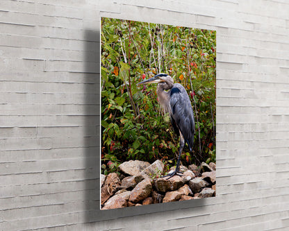 Autumn Heron on the Rocks -- HD Metal