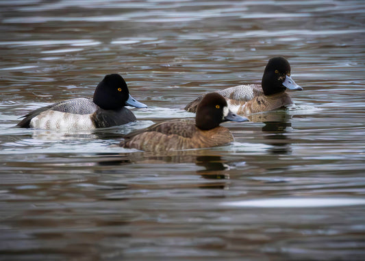 Blue Bill Trio #1