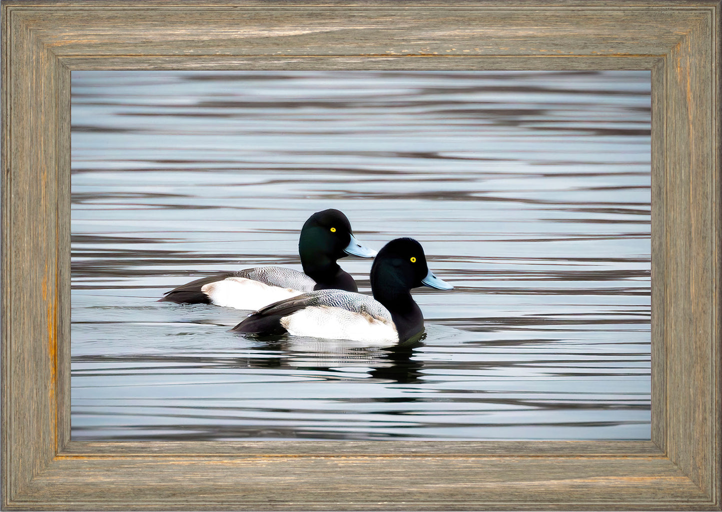 Blue Bills