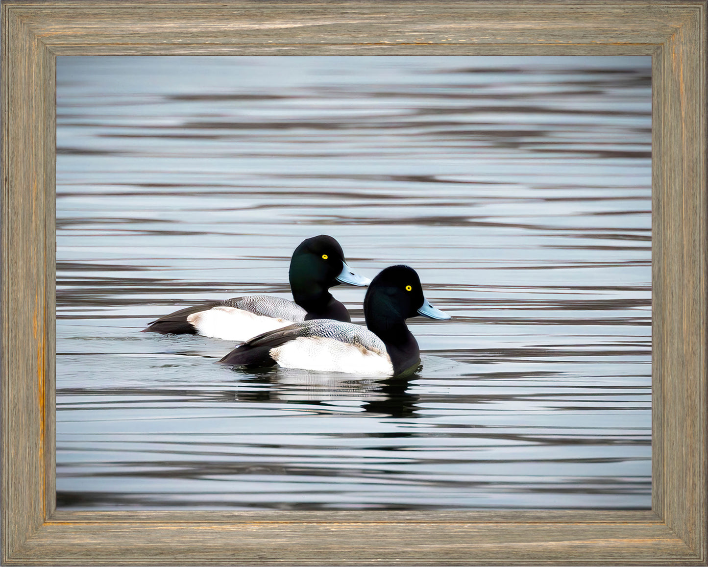 Blue Bills