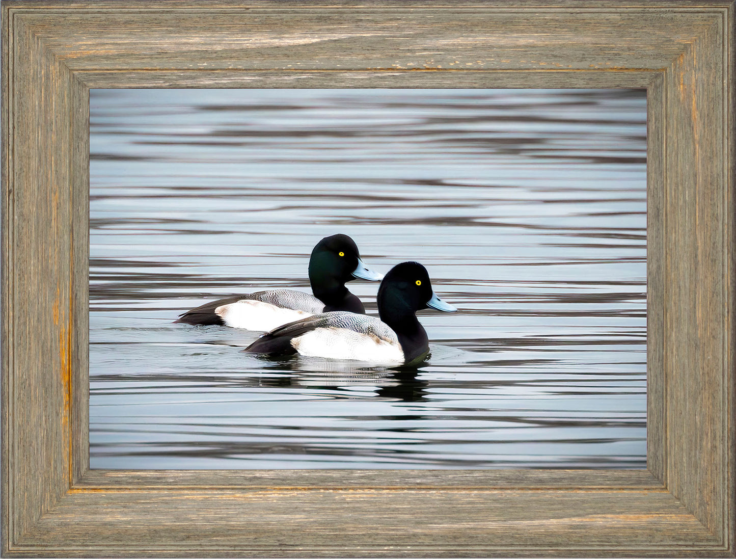 Blue Bills
