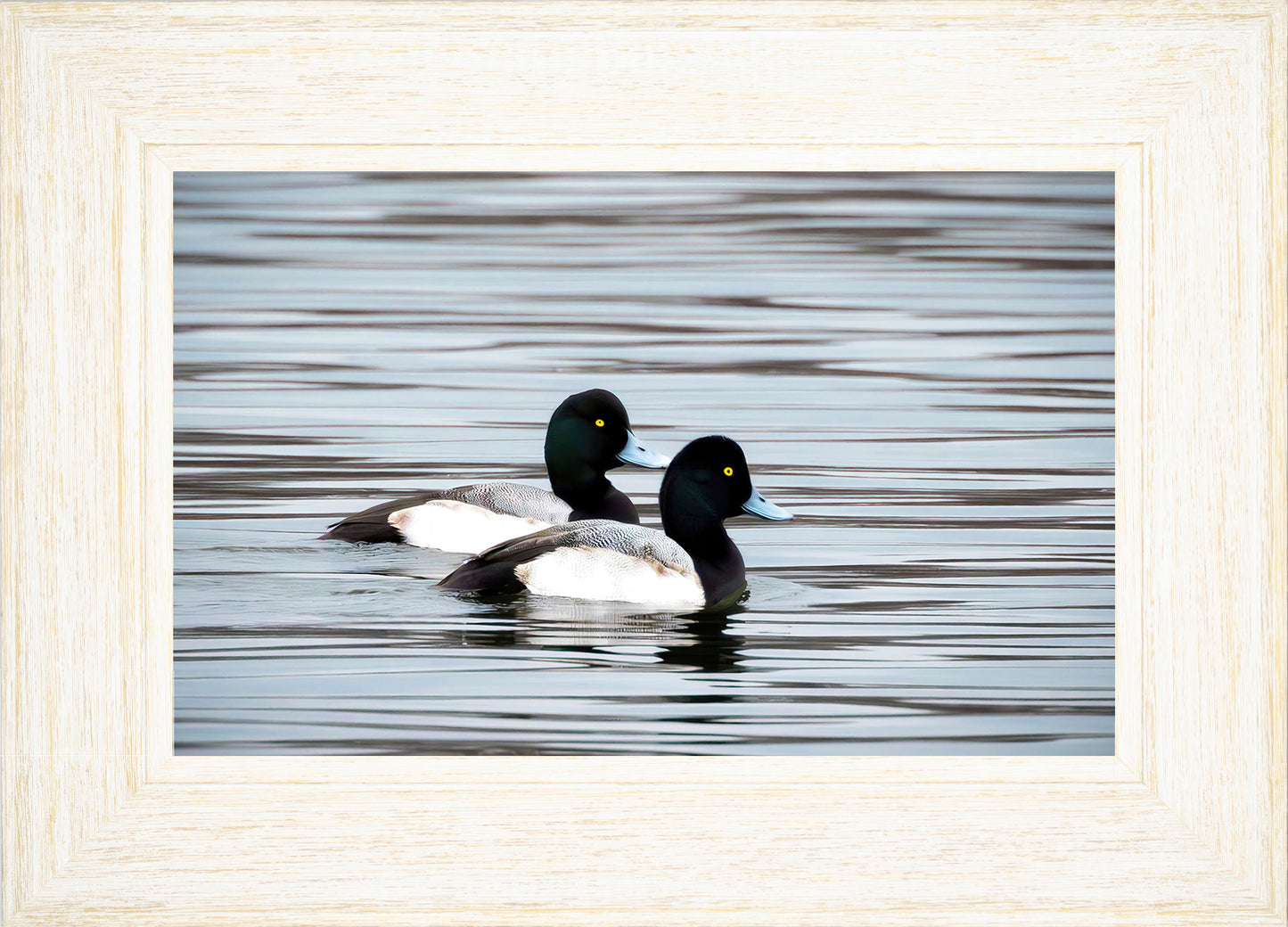 Blue Bills