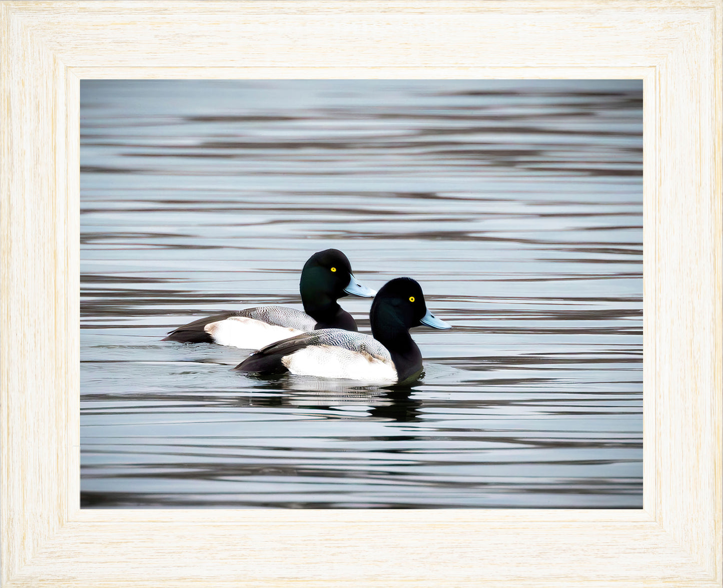 Blue Bills