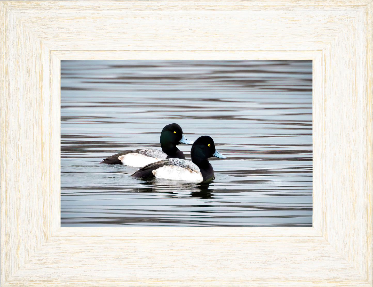 Blue Bills