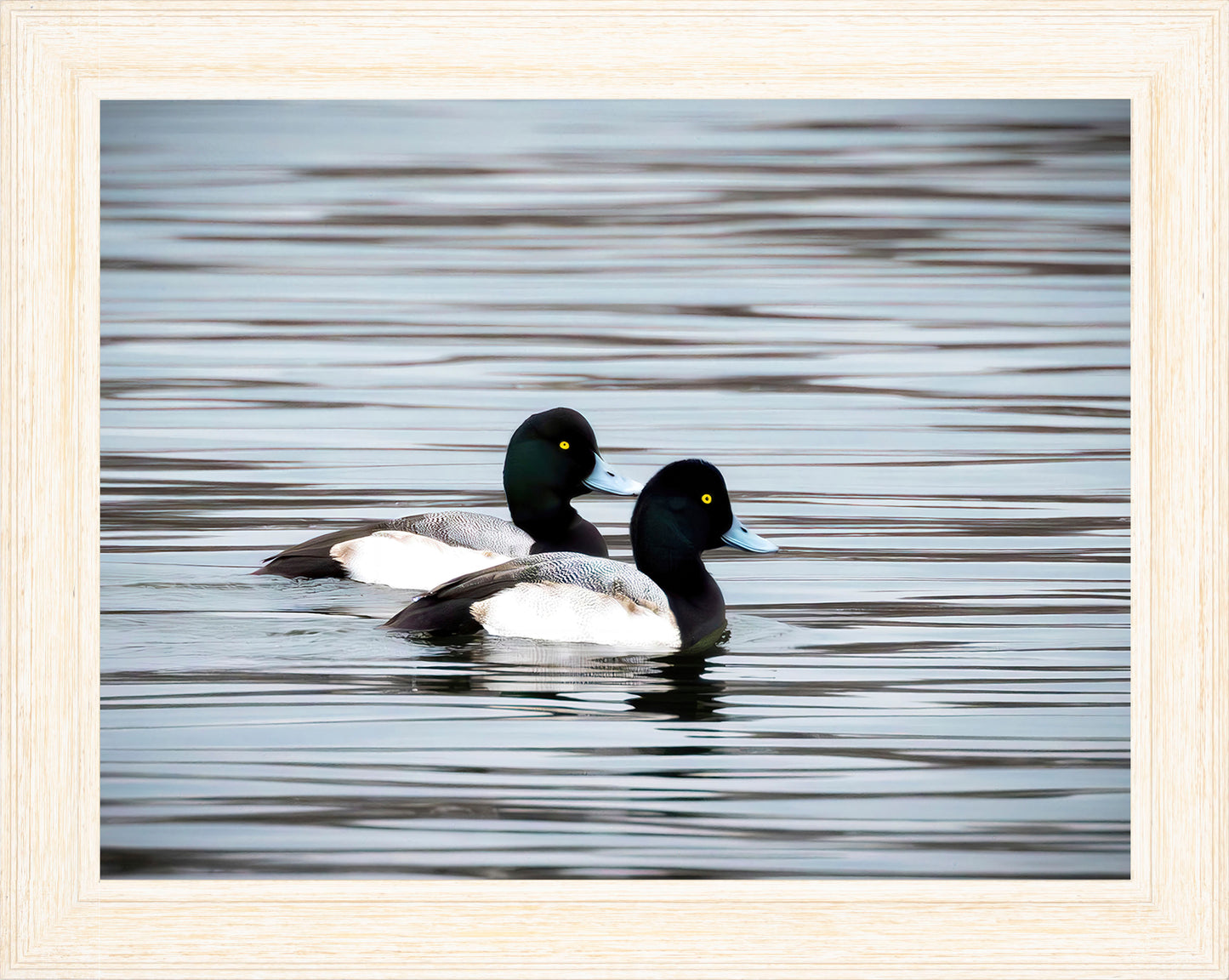 Blue Bills