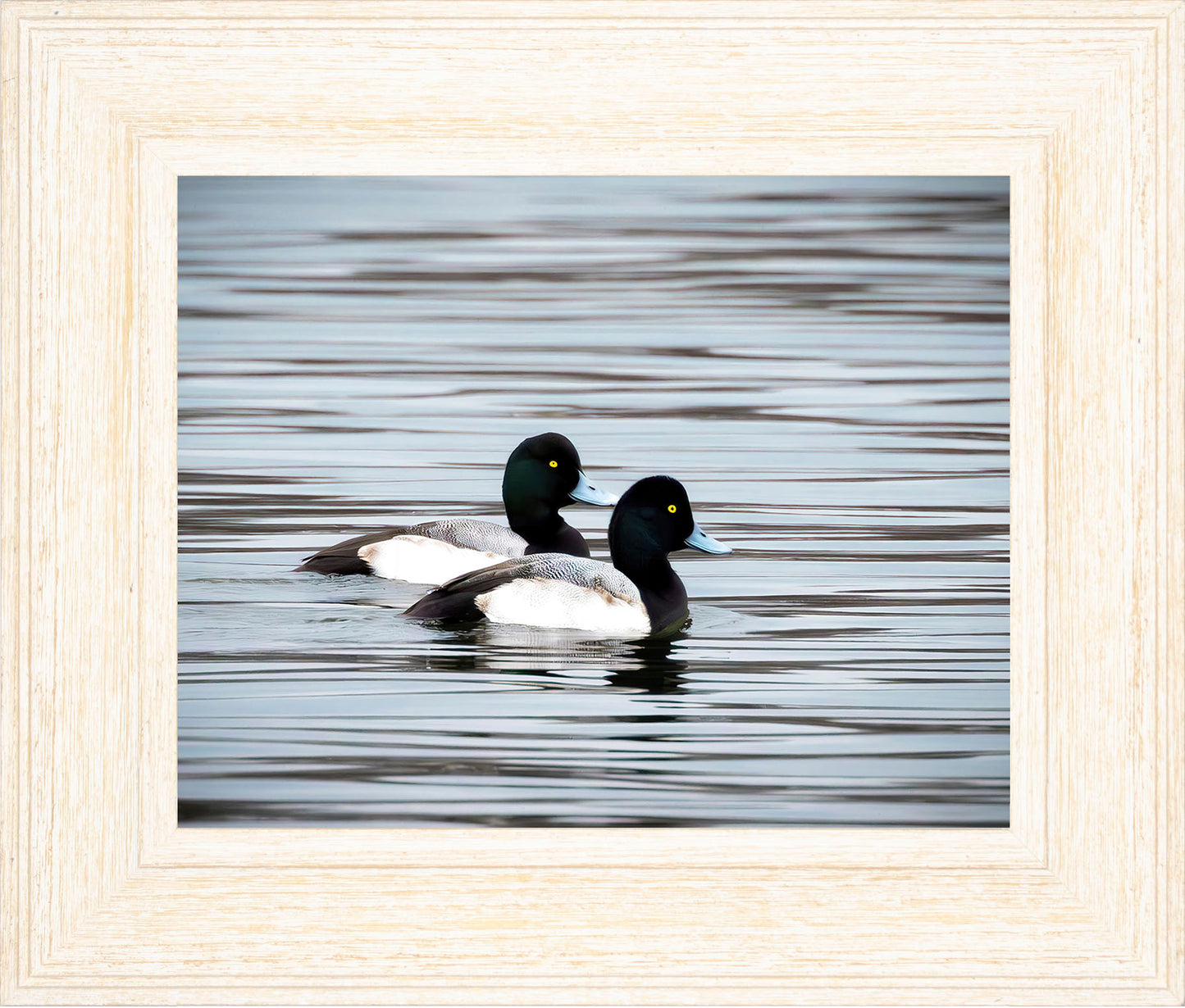 Blue Bills
