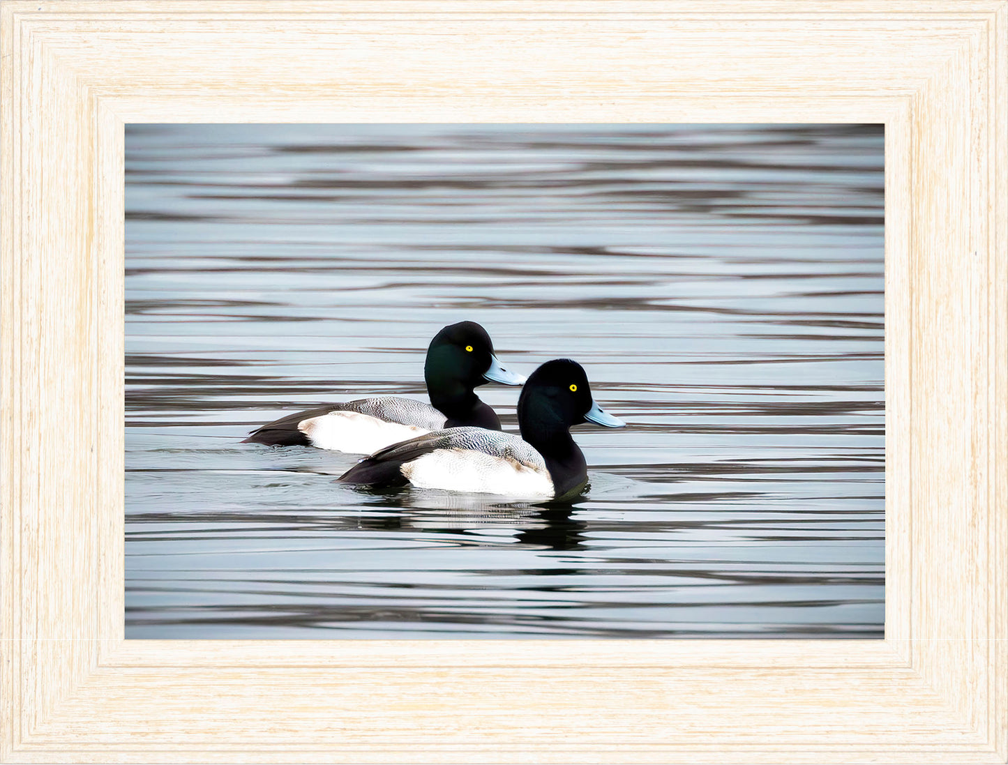 Blue Bills
