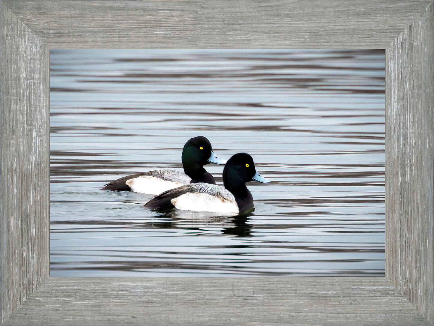 Blue Bills