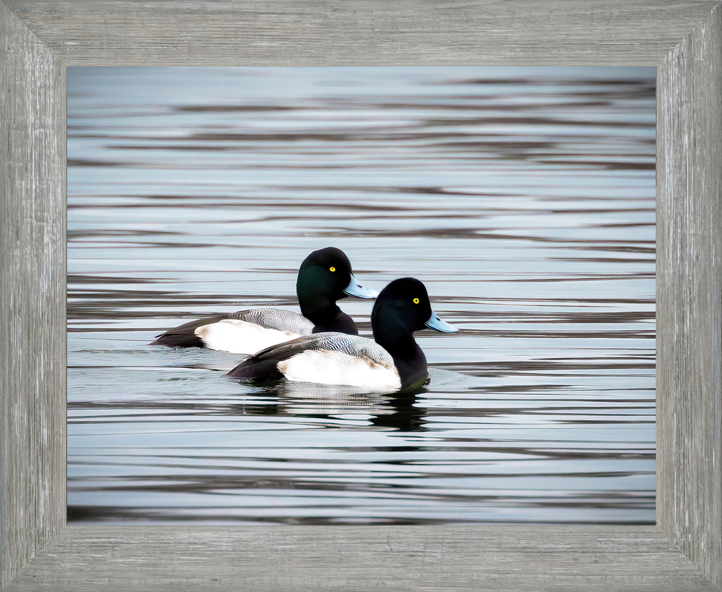 Blue Bills